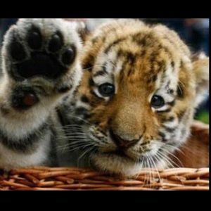 Meet your Posher, Coco